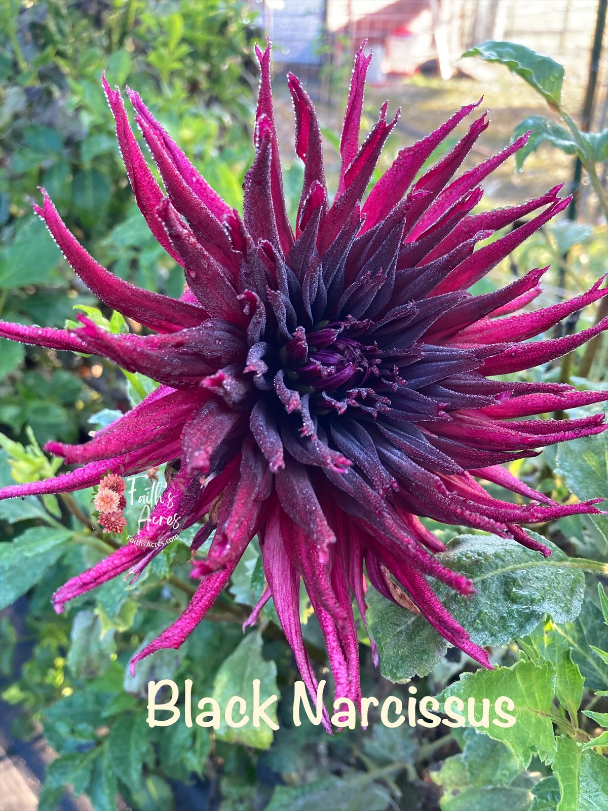 Black Narcissus - Image 6