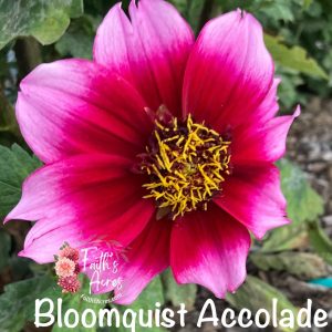 Bloomquist Accolade