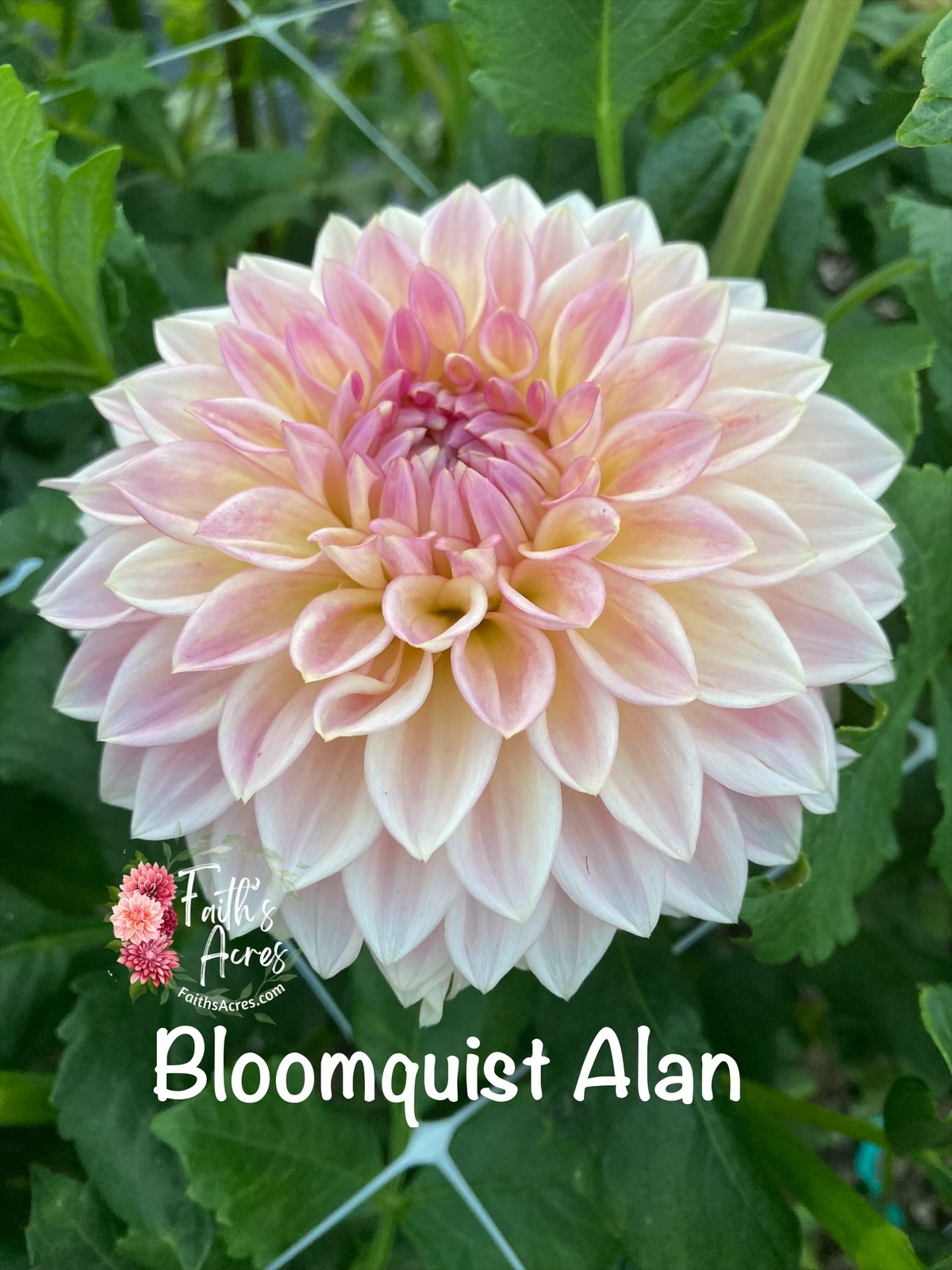 Bloomquist Alan - Image 5