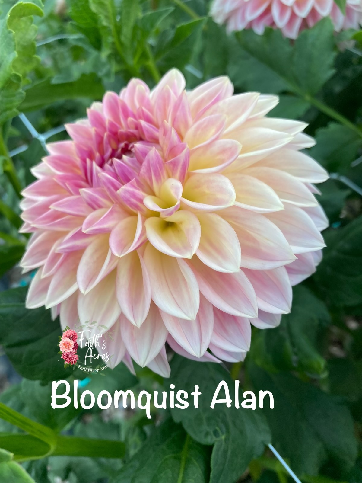Bloomquist Alan - Image 4