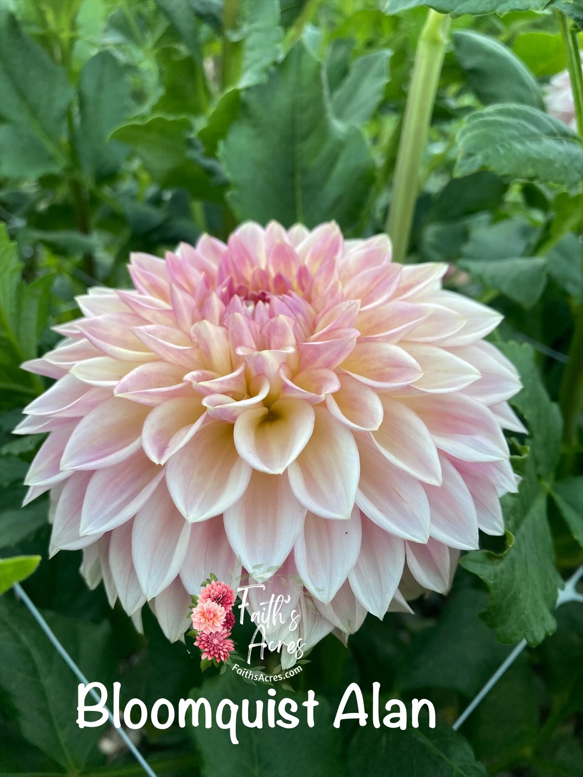 Bloomquist Alan - Image 3