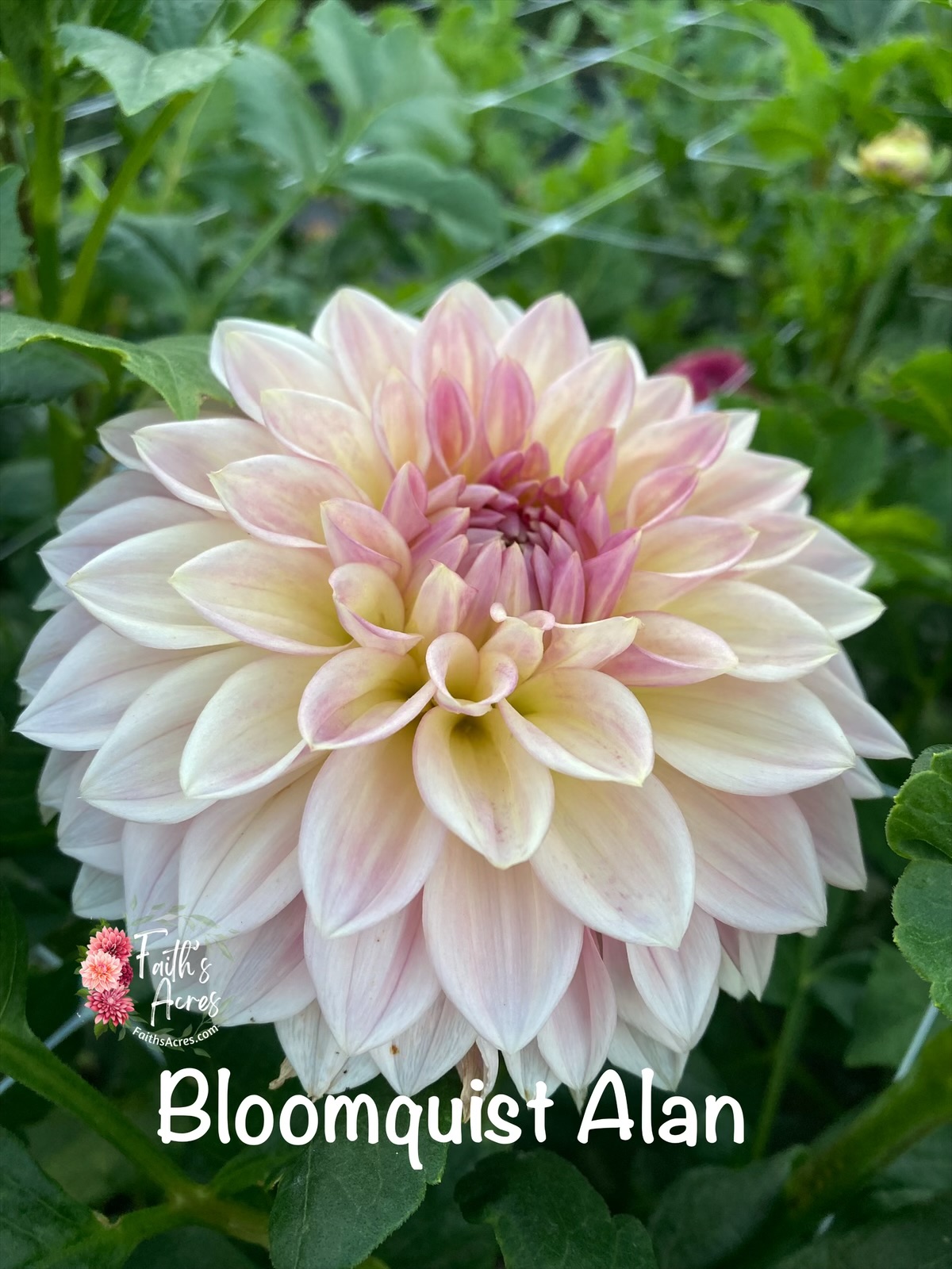 Bloomquist Alan - Image 2