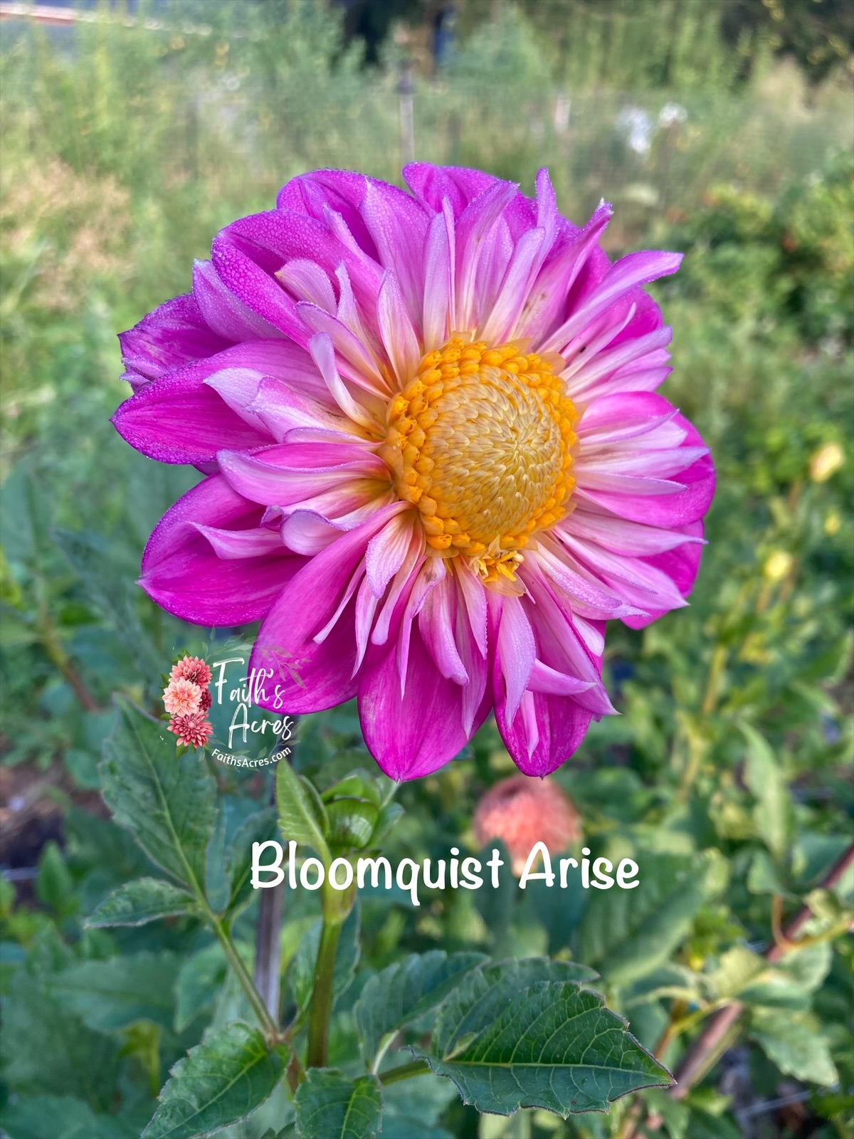 Bloomquist Arise - Image 6