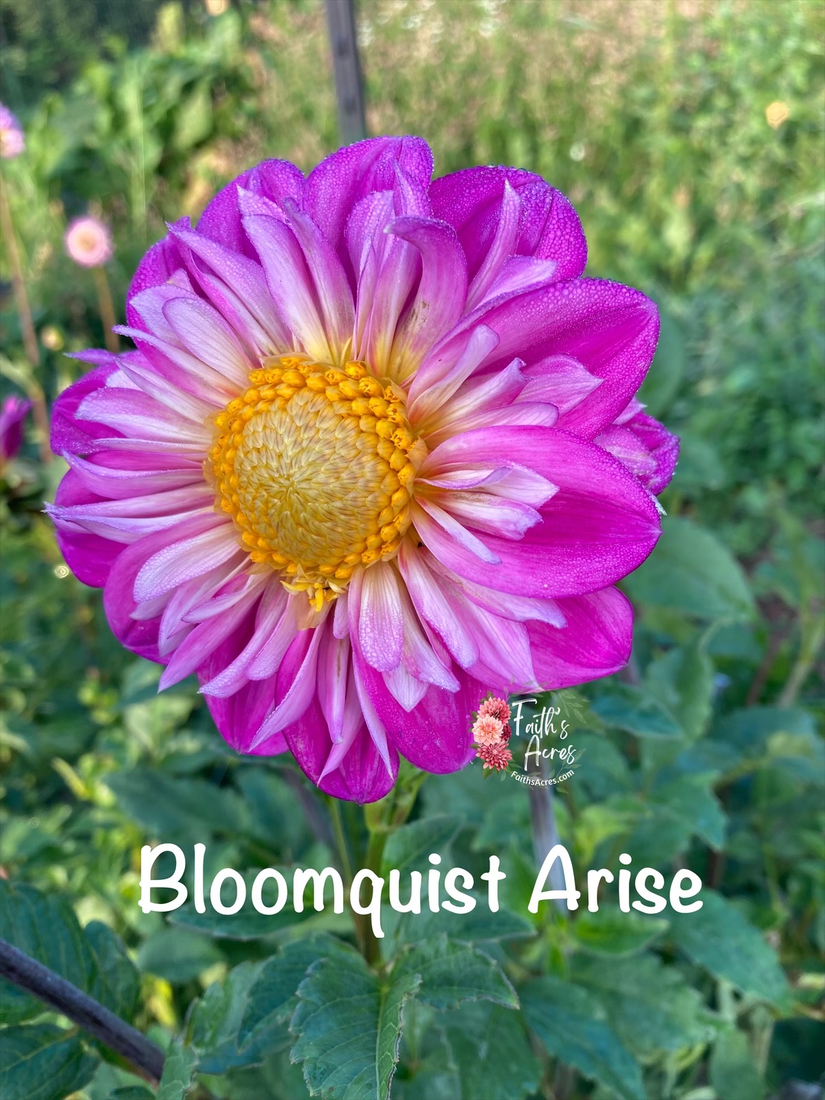 Bloomquist Arise - Image 5