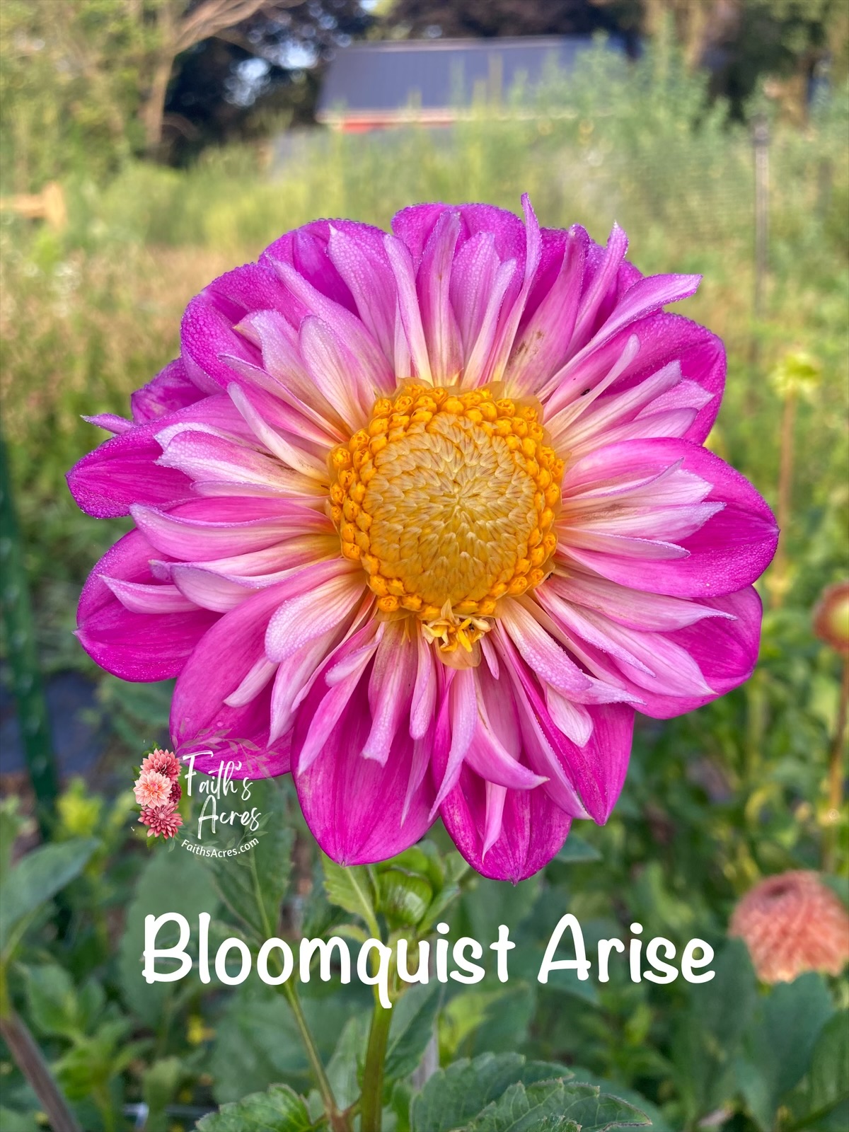 Bloomquist Arise