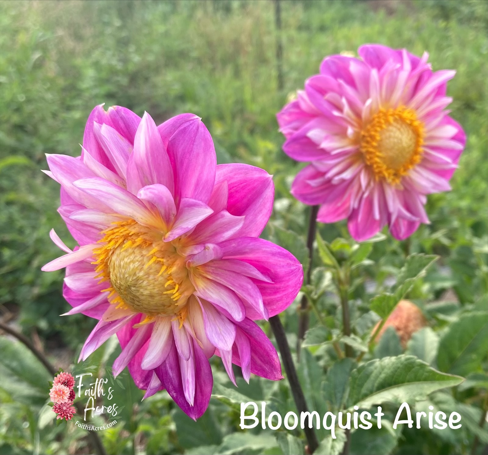 Bloomquist Arise - Image 4