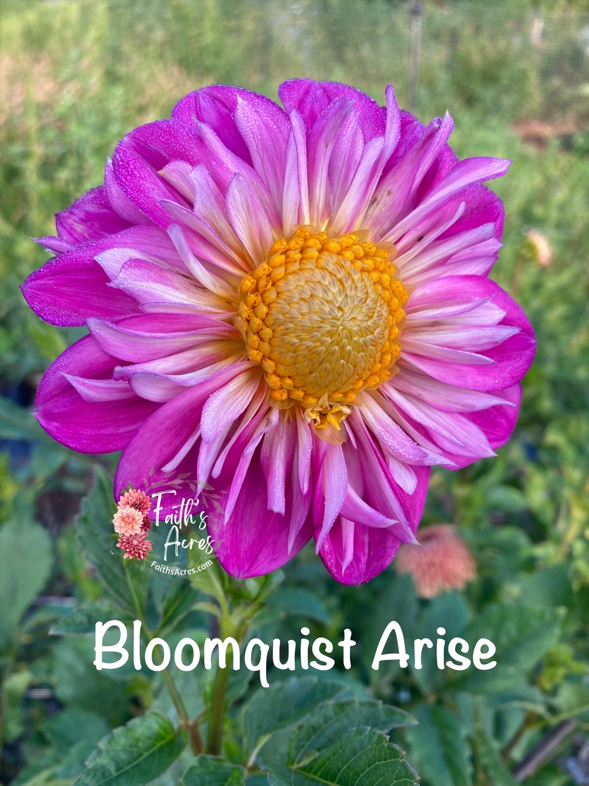 Bloomquist Arise - Image 3