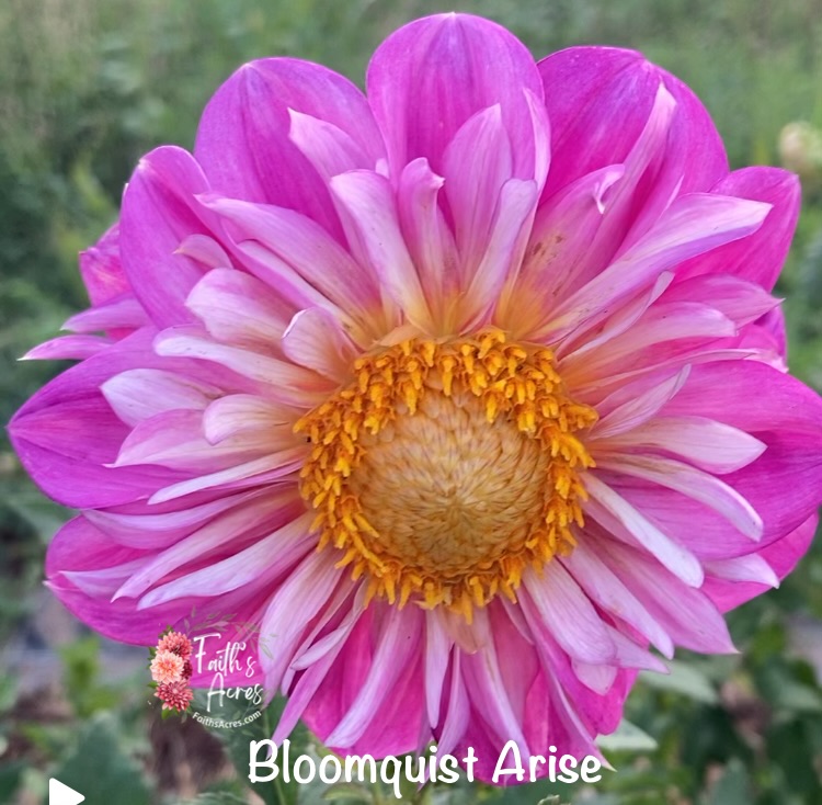 Bloomquist Arise - Image 2