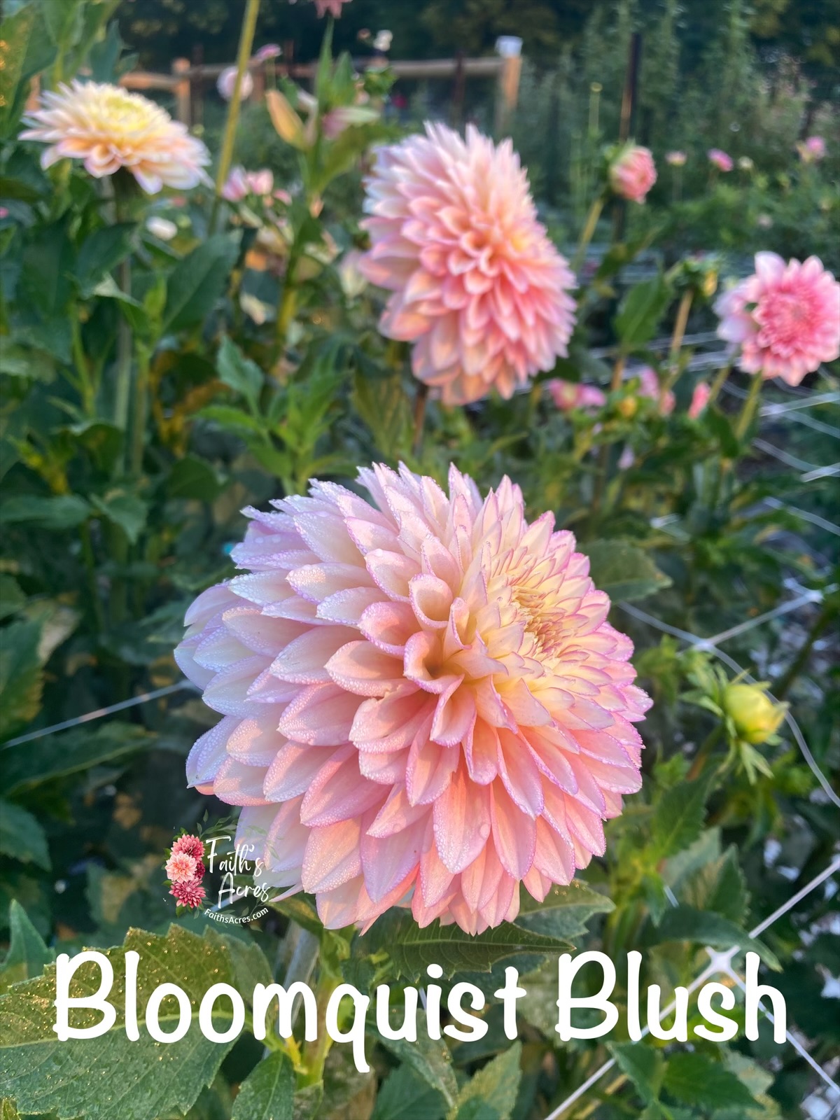 Bloomquist Blush - Image 4