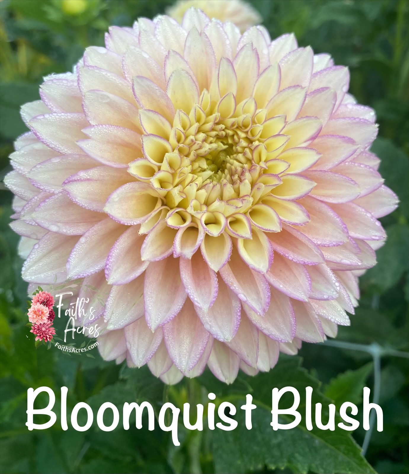 Bloomquist Blush - Image 3