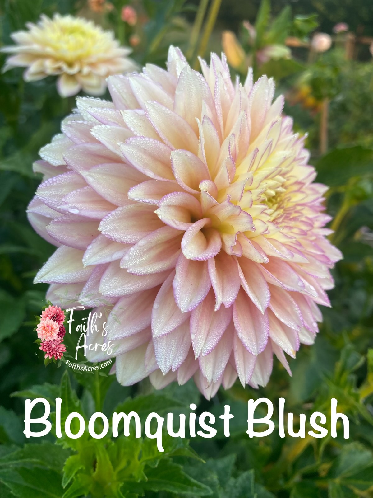 Bloomquist Blush - Image 2