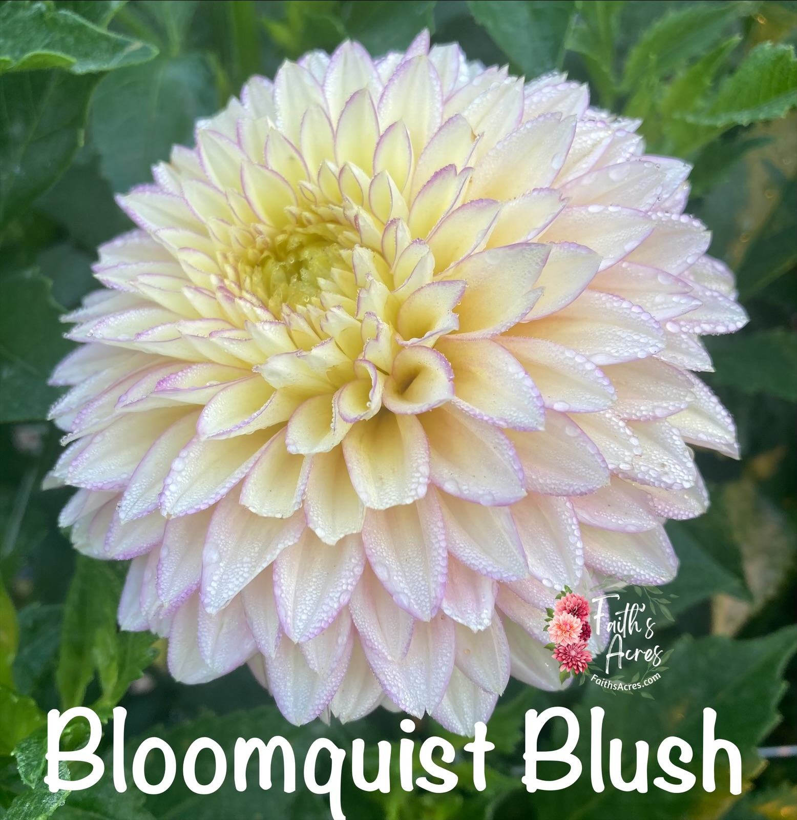 Bloomquist Blush