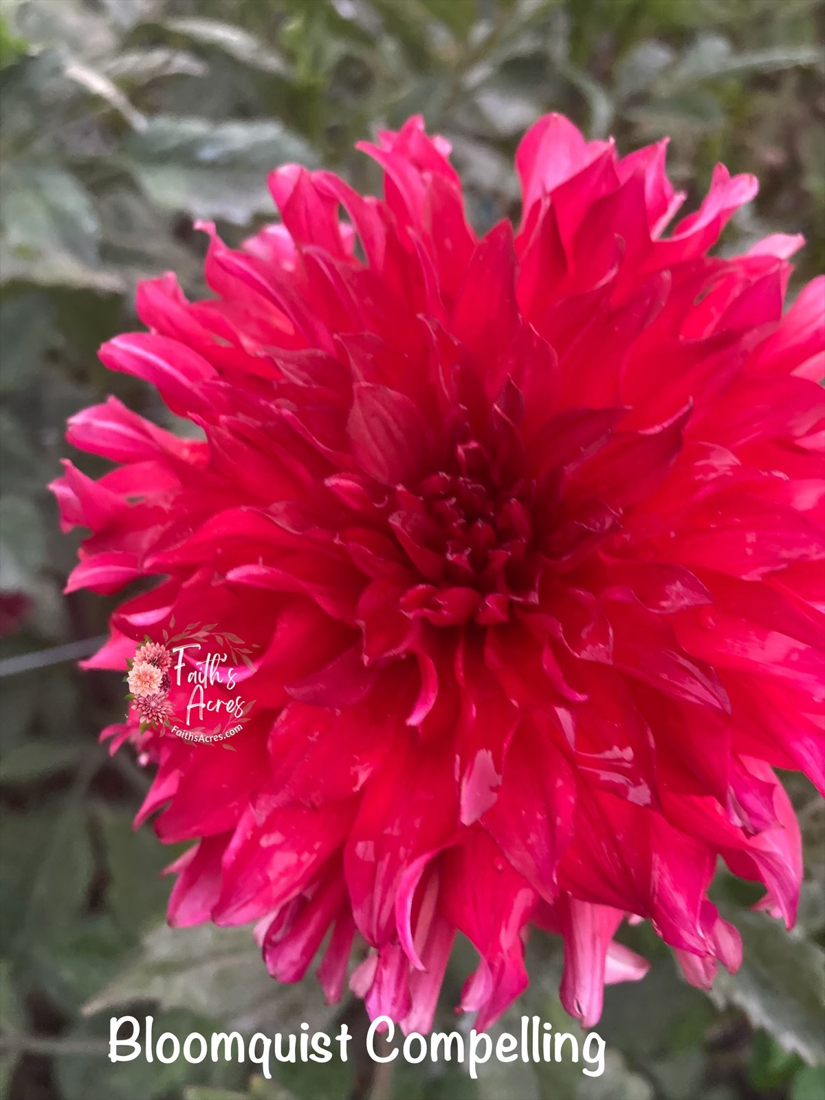 Bloomquist Compelling - Image 3