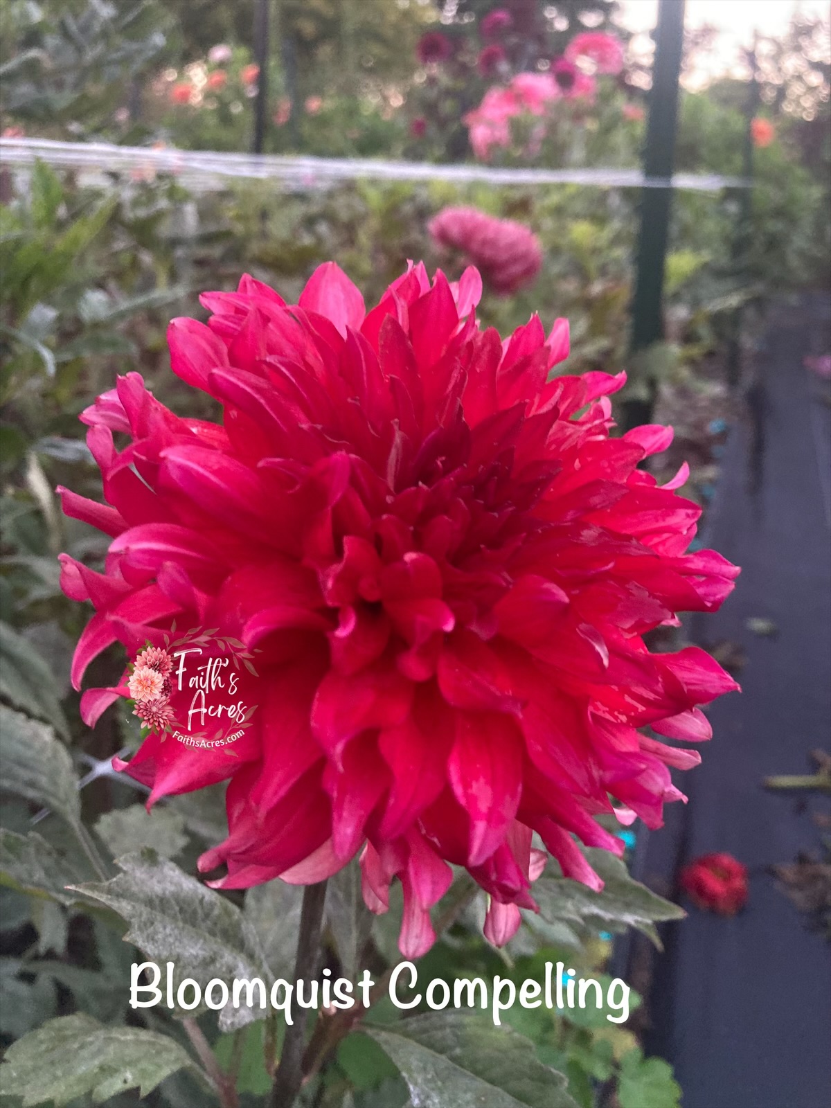 Bloomquist Compelling - Image 2