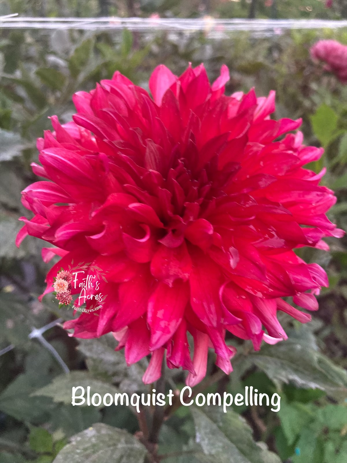 Bloomquist Compelling