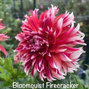 Bloomquist Firecracker