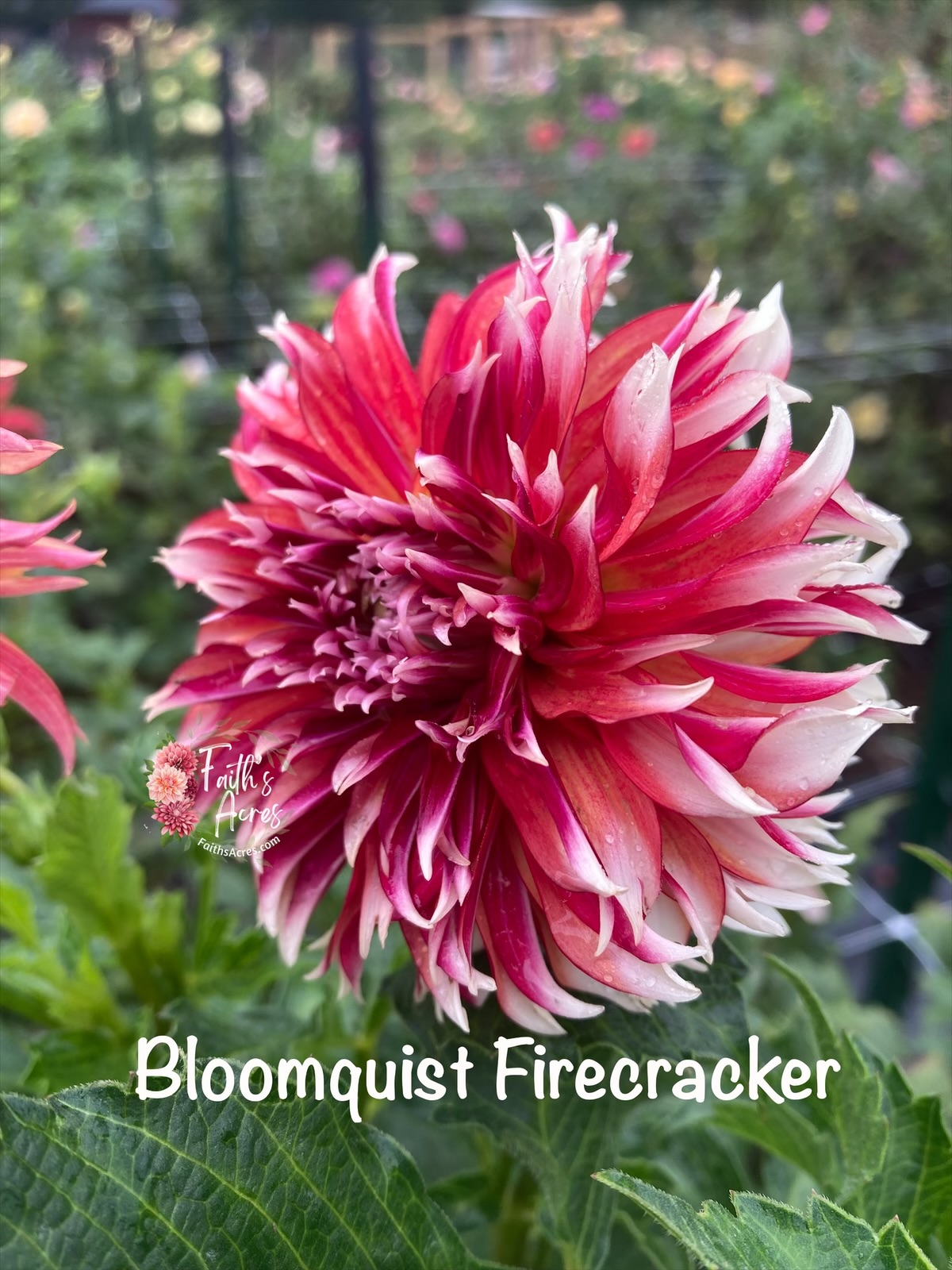 Bloomquist Firecracker