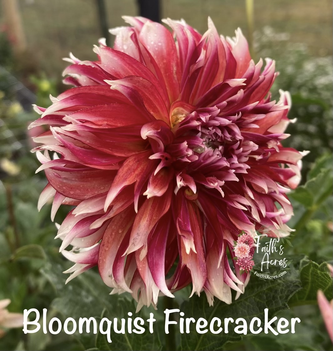 Bloomquist Firecracker - Image 7