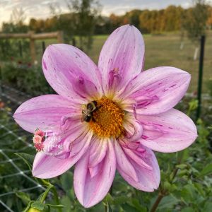 Bloomquist Fruity Drink