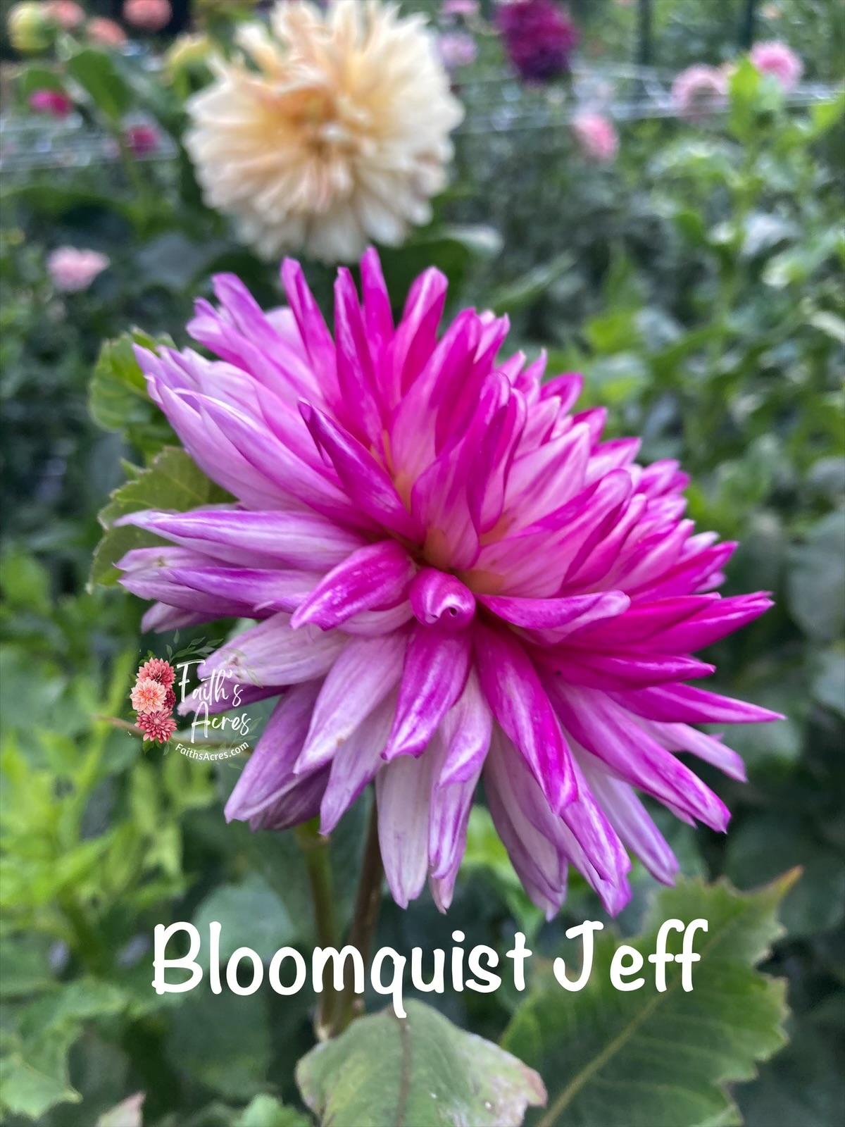 Bloomquist Jeff - Image 2