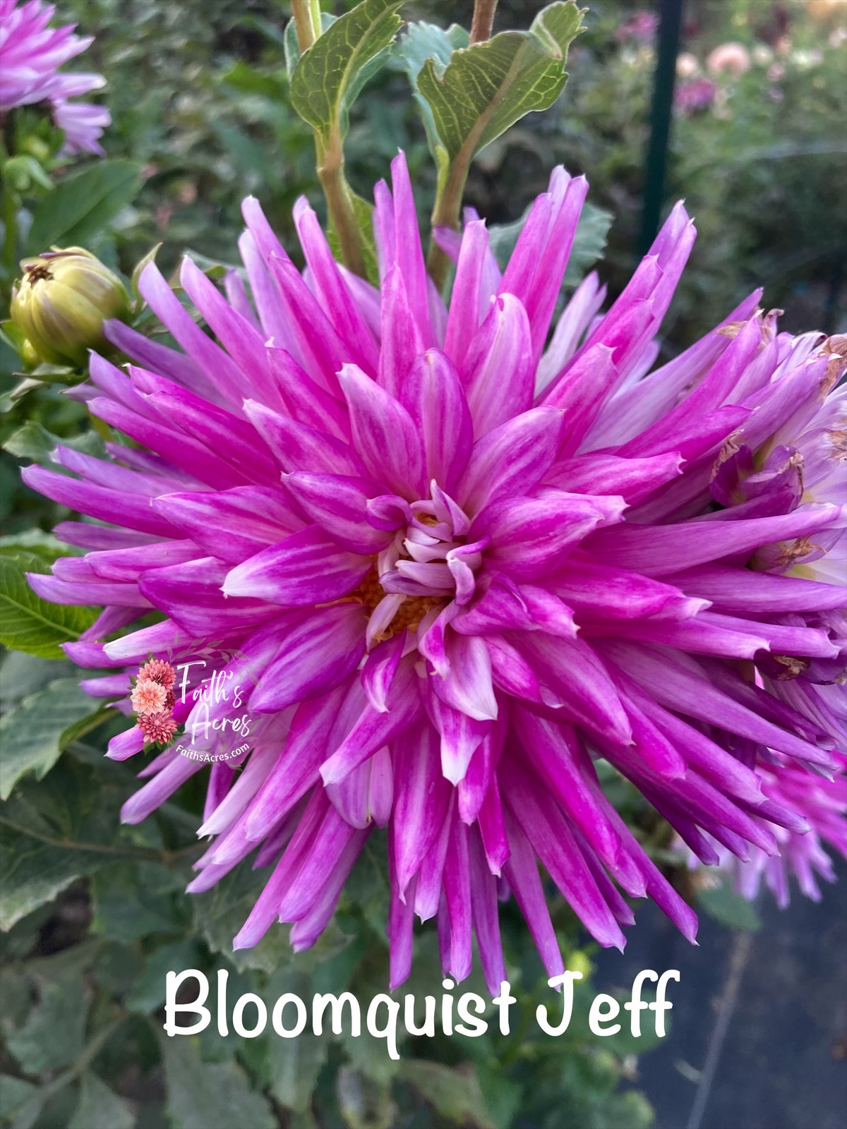 Bloomquist Jeff - Image 3