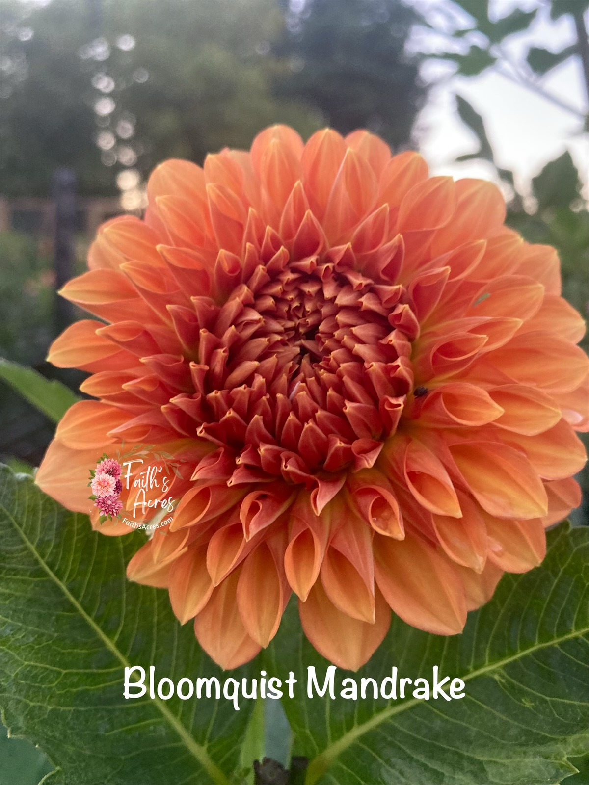 Bloomquist Mandrake - Image 2