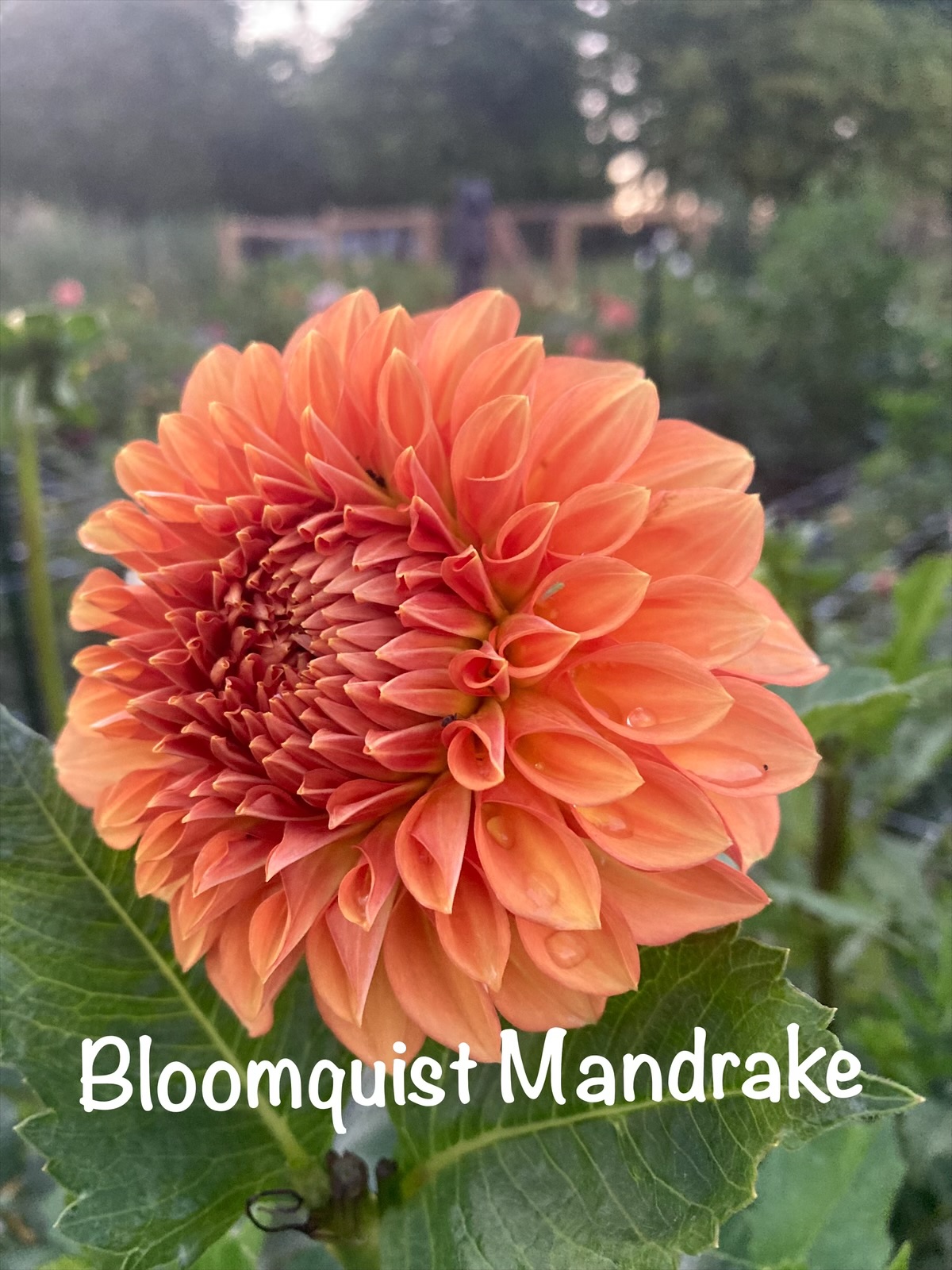 Bloomquist Mandrake - Image 3