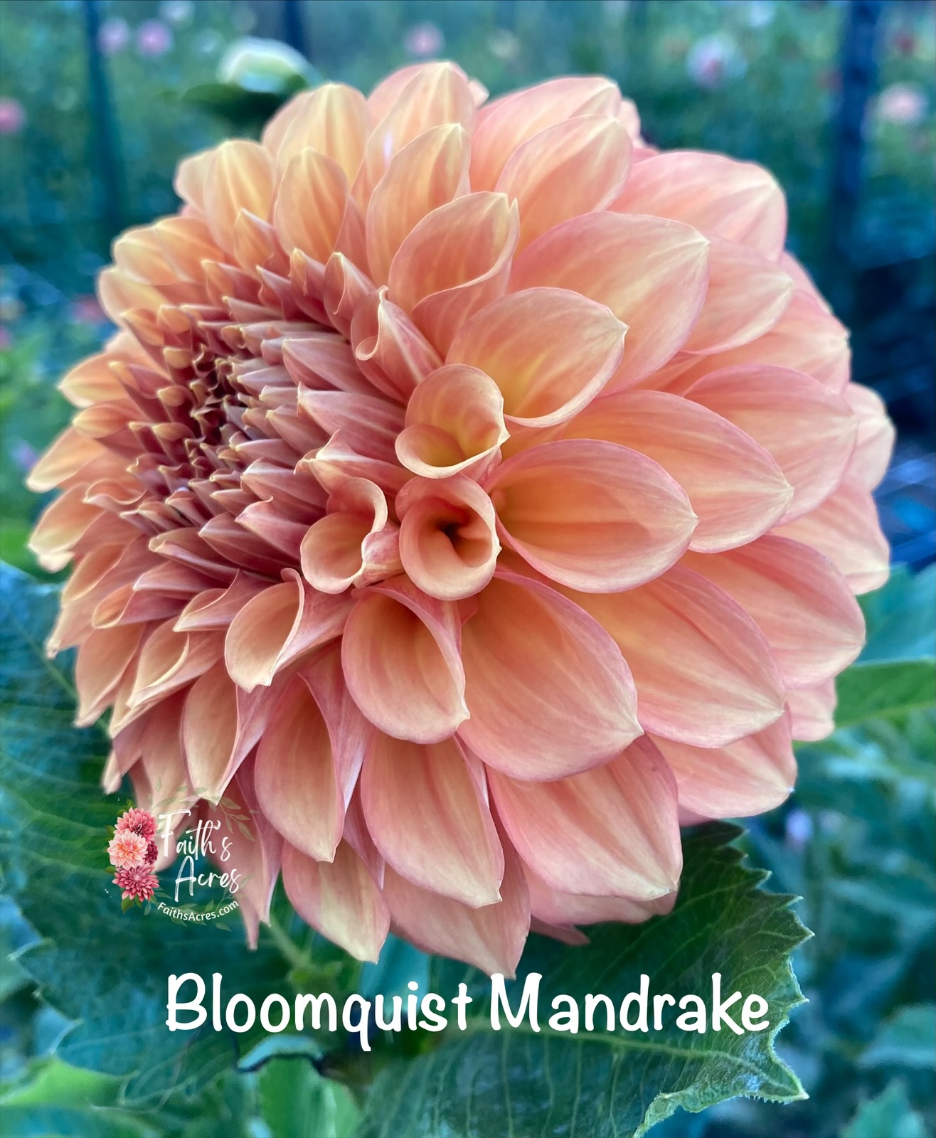 Bloomquist Mandrake - Image 6