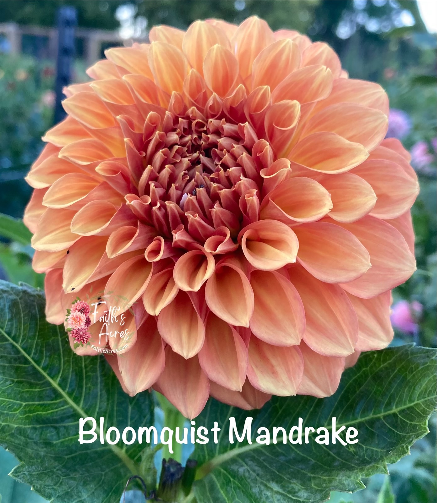 Bloomquist Mandrake - Image 5
