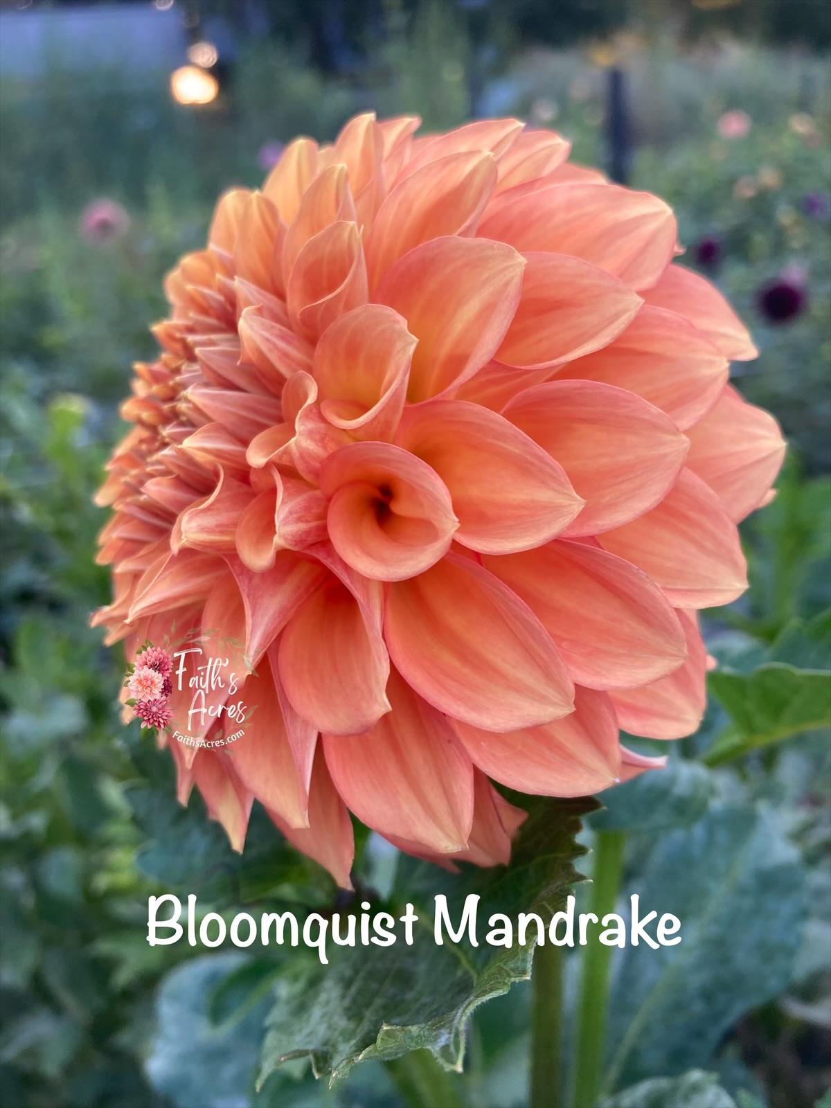 Bloomquist Mandrake - Image 4