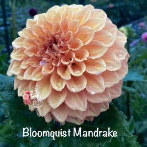 Bloomquist Mandrake