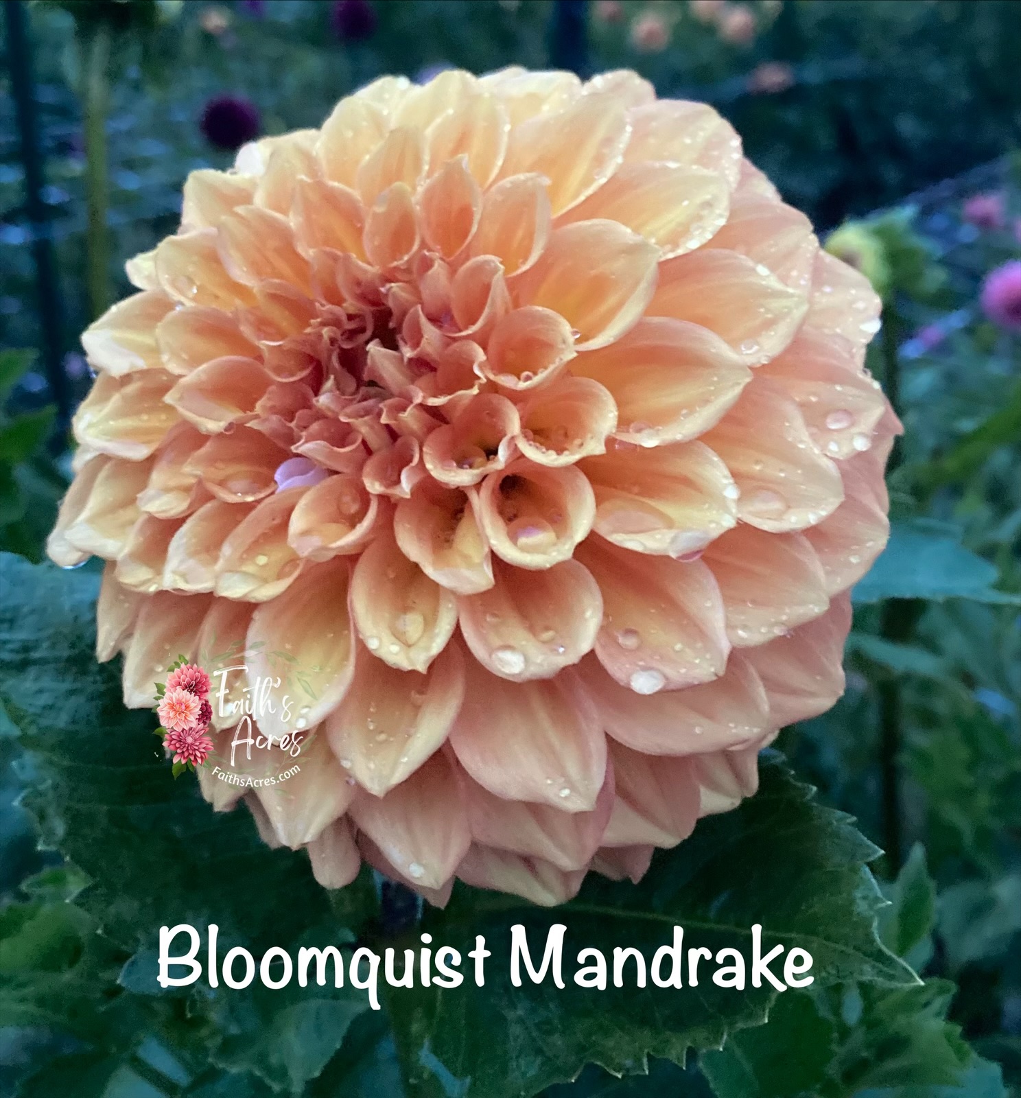 Bloomquist Mandrake