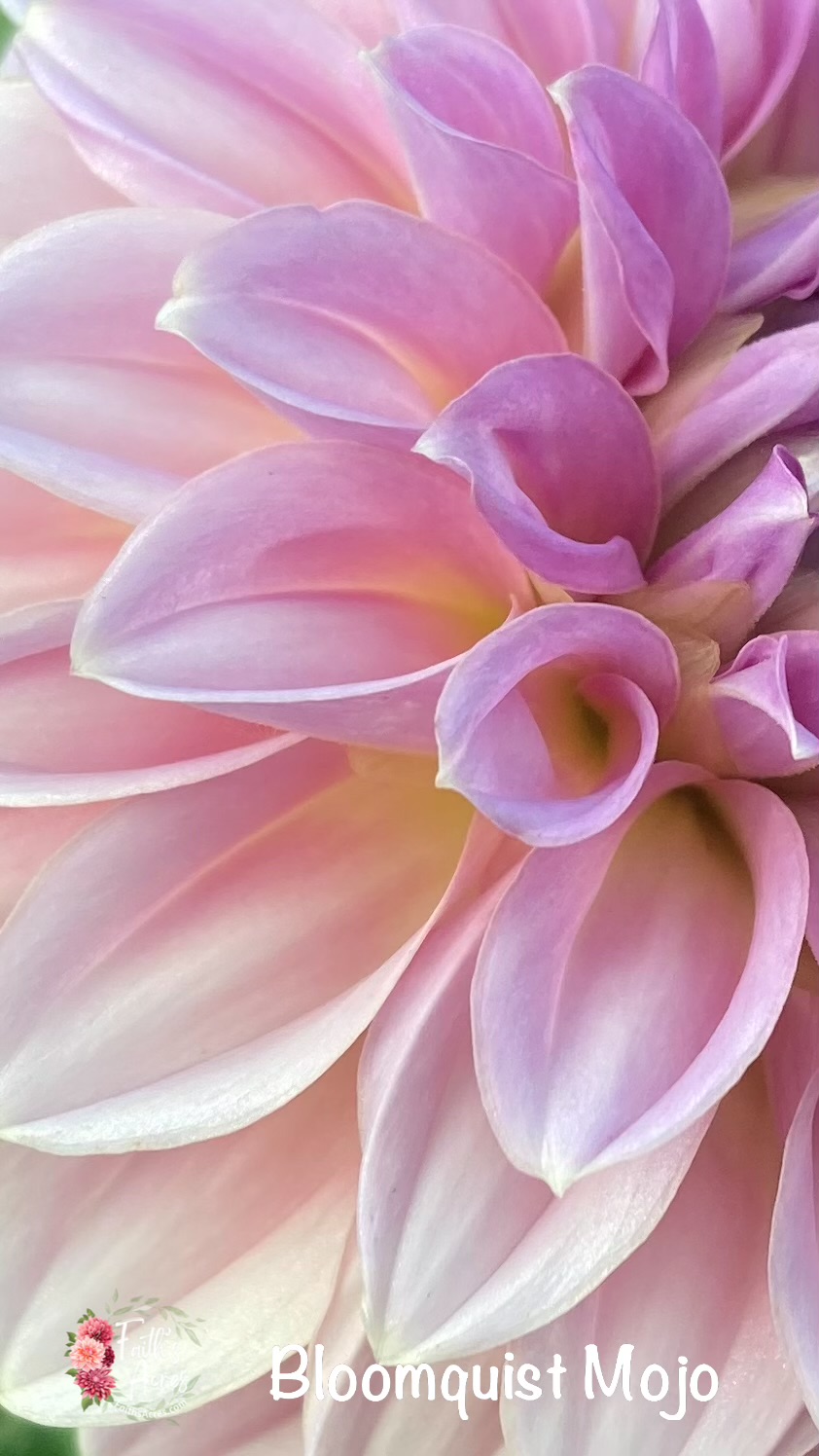 Bloomquist Mojo - Image 4