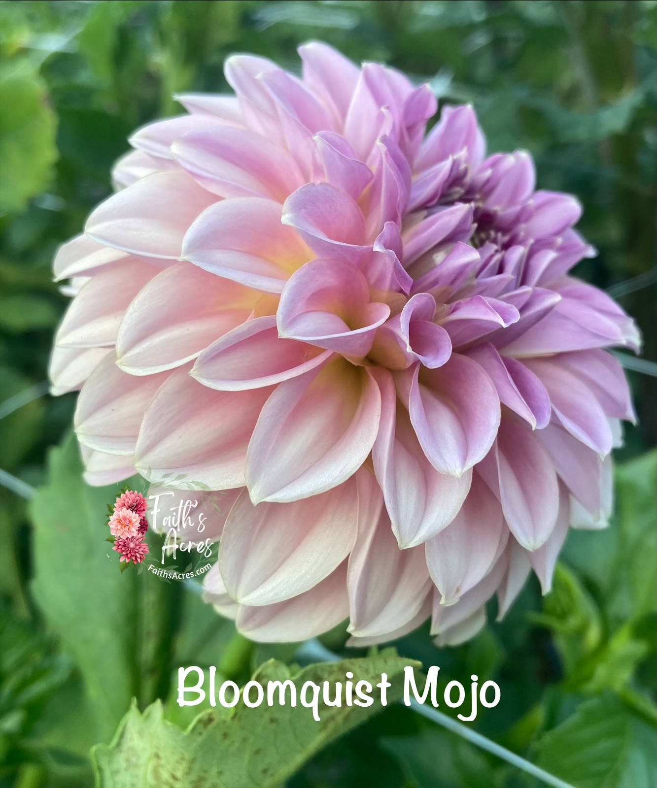 Bloomquist Mojo - Image 3