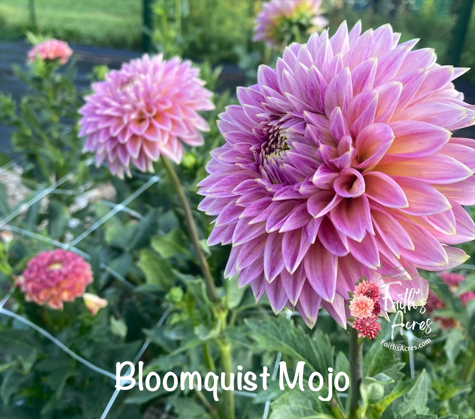 Bloomquist Mojo - Image 2