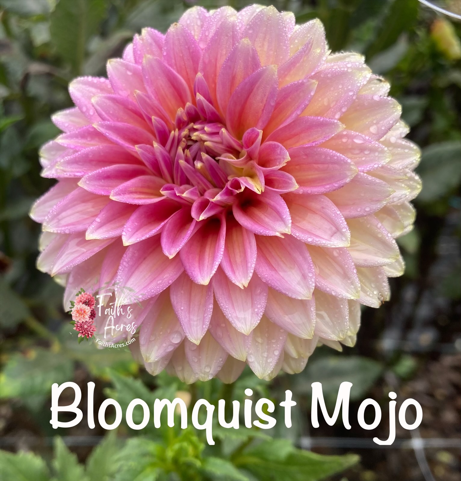 Bloomquist Mojo - Image 6