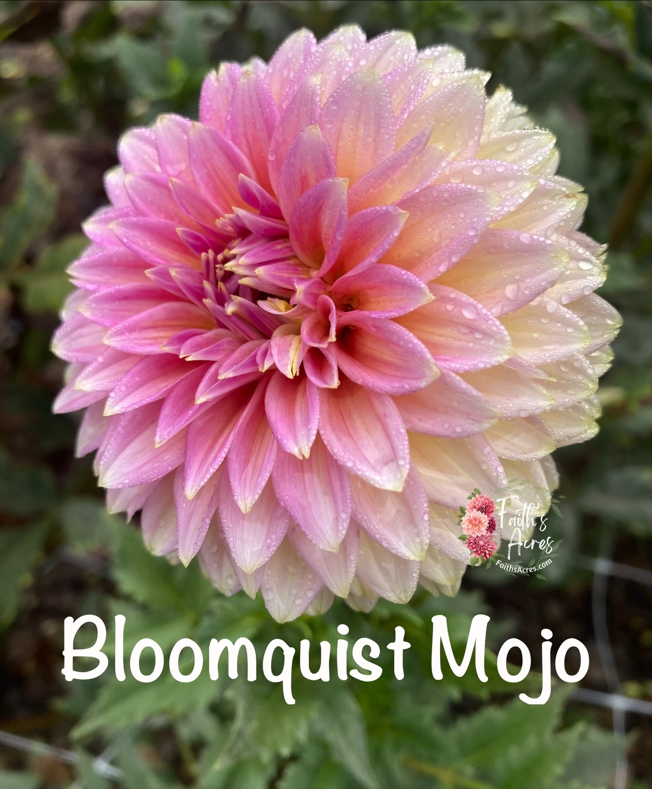 Bloomquist Mojo - Image 5