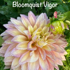 Bloomquist Vigor
