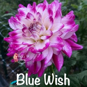 Blue Wish