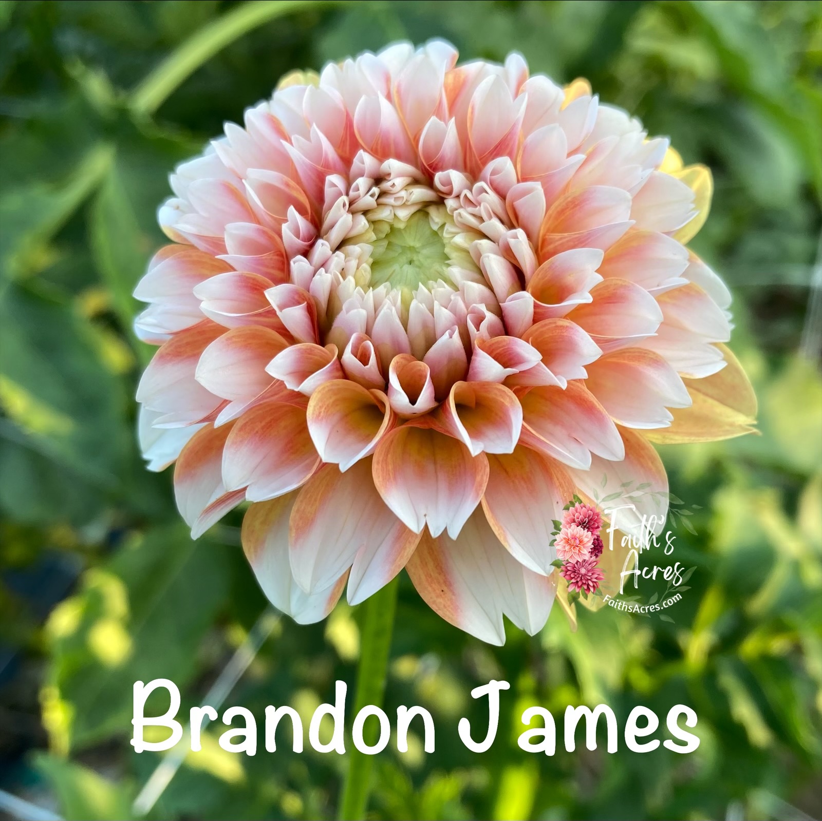 Brandon James - Image 2