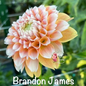 Brandon James