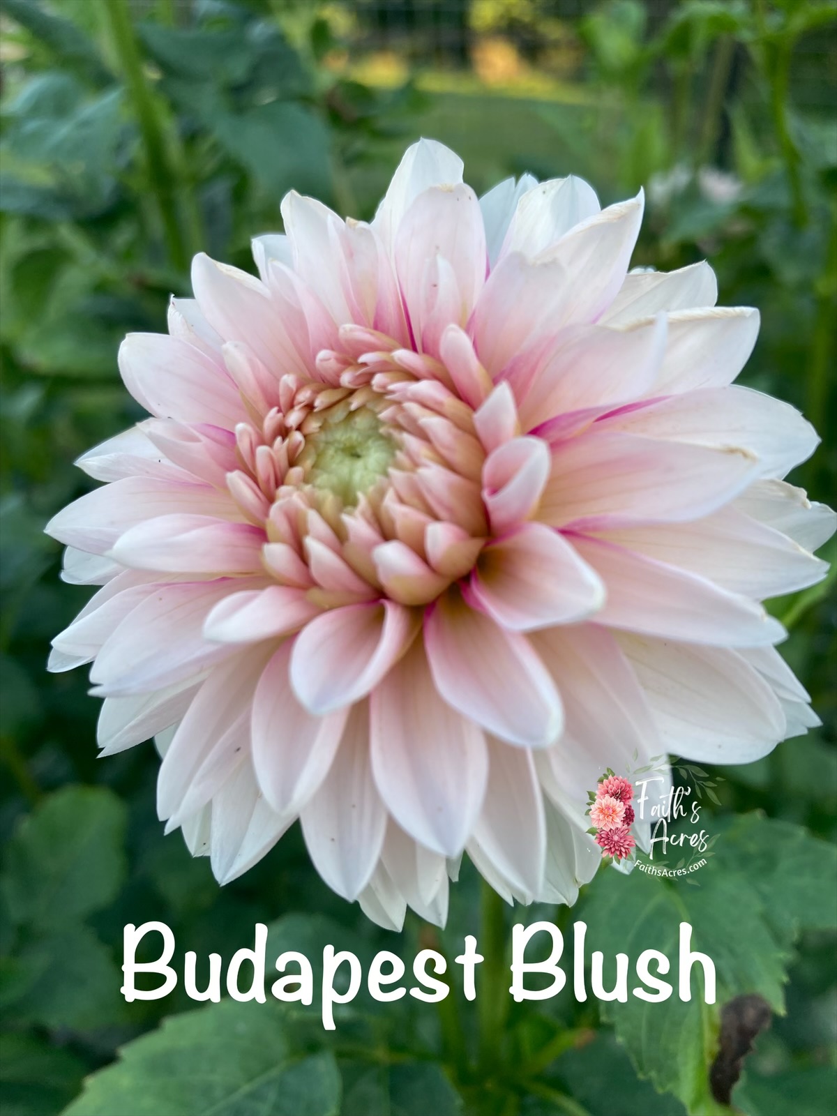Budapest Blush - Image 5