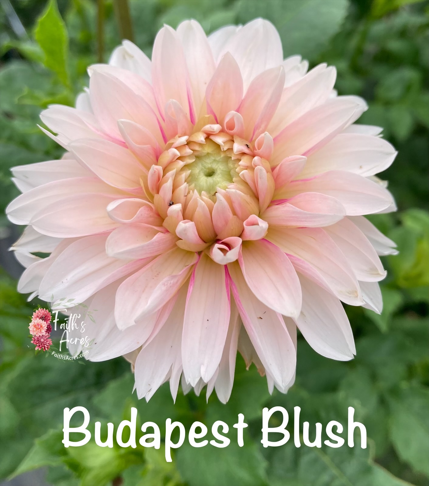 Budapest Blush - Image 4