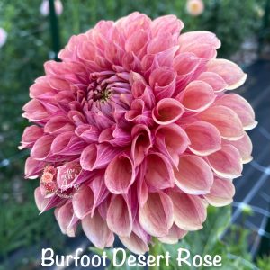 Burfoot Desert Rose
