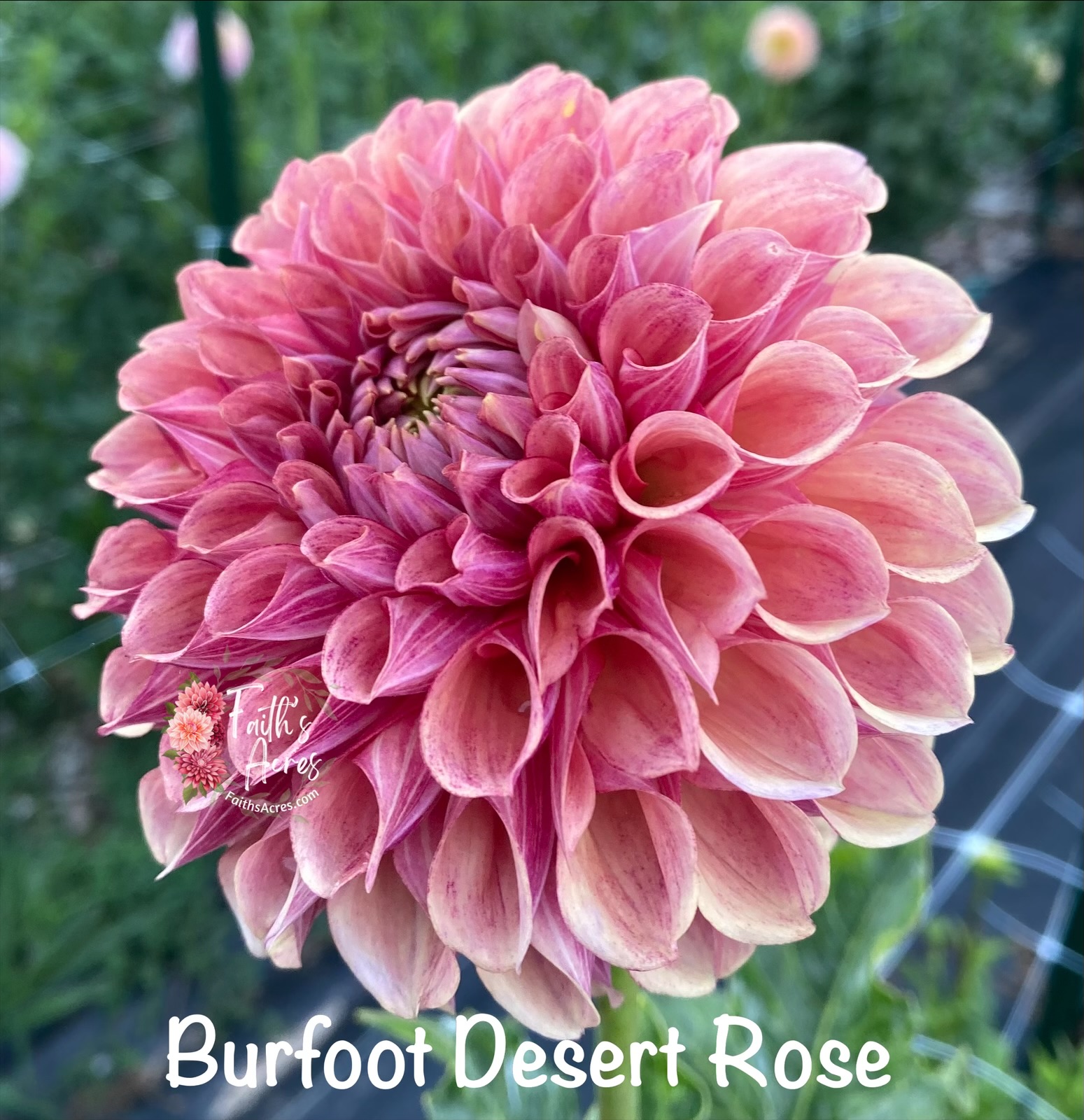 Burfoot Desert Rose