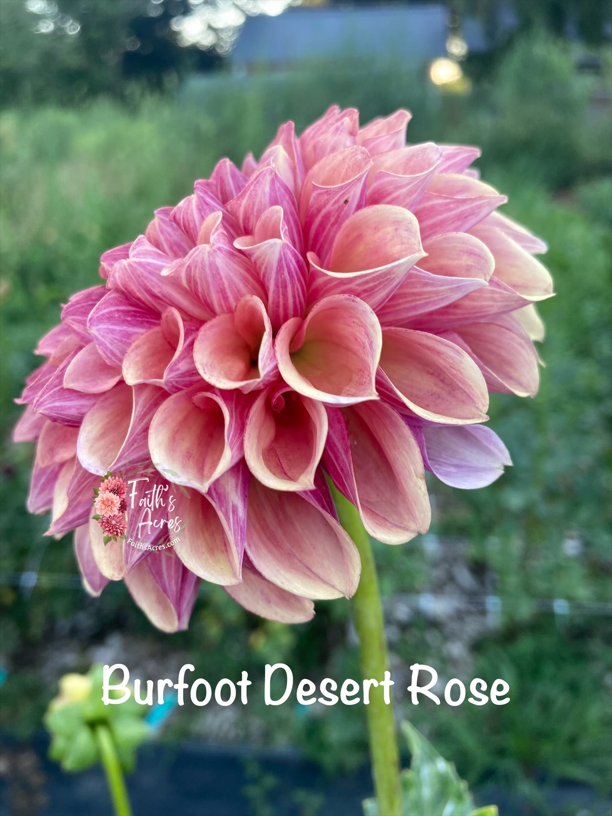 Burfoot Desert Rose - Image 4