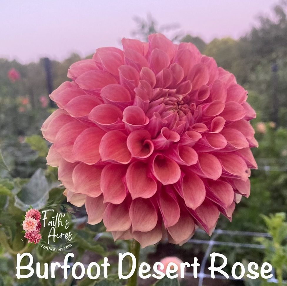 Burfoot Desert Rose - Image 8