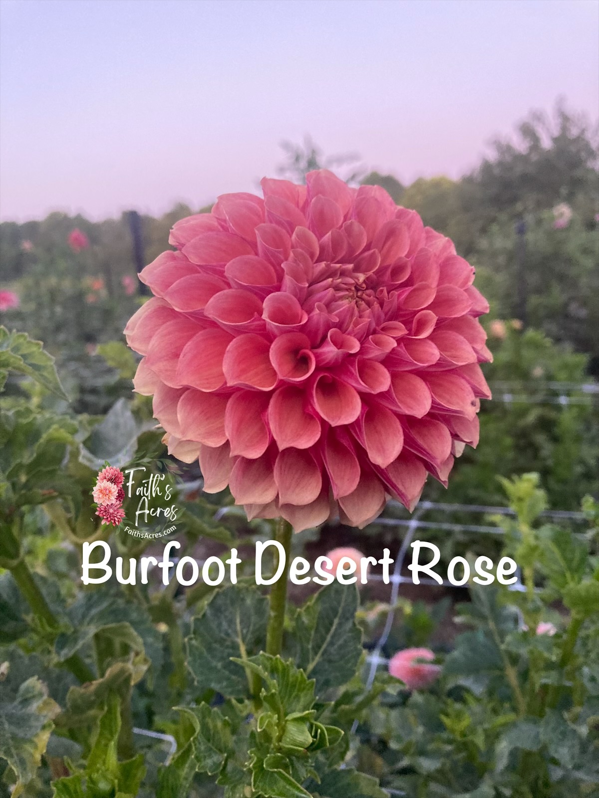 Burfoot Desert Rose - Image 3