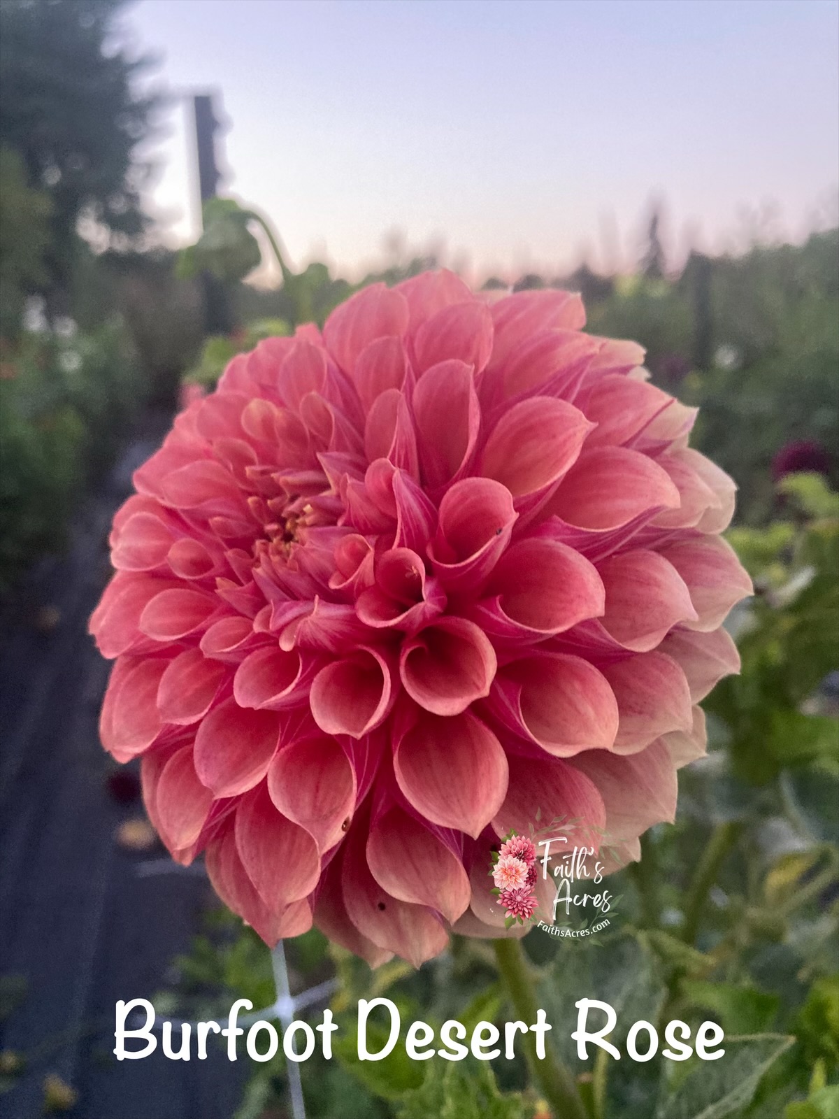 Burfoot Desert Rose - Image 2