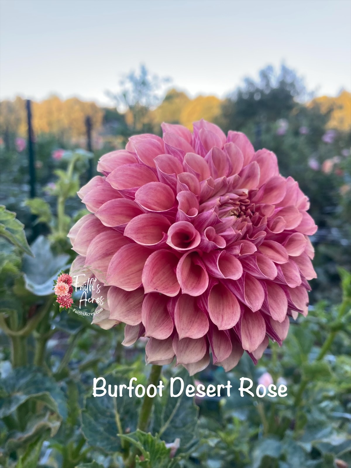 Burfoot Desert Rose - Image 6
